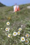 Orienteering flag image